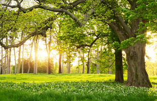 阳光洒落的静谧林间草地