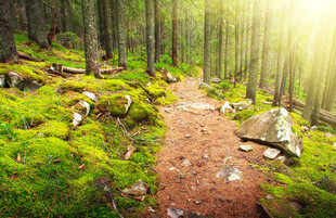 林间小径阳光洒落绿意浓