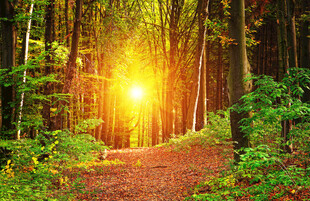 林间阳光洒落的静谧小径