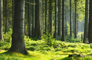 阳光洒落的静谧森林