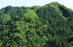 翠绿山峦尽显自然生机