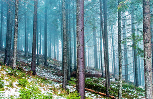 迷雾森林中的静谧树木