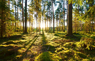 阳光洒落的静谧森林