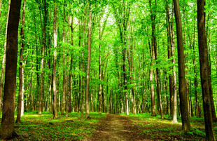 林间幽径绿意盎然的森林