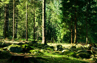 阳光洒落的静谧森林