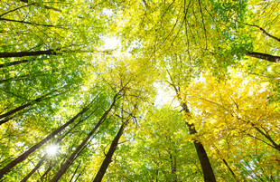 阳光洒落的茂密森林