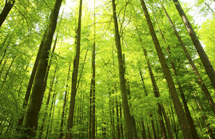 翠绿竹林阳光洒落美景