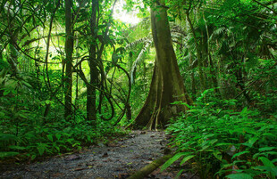 茂密森林中的绿色幽径