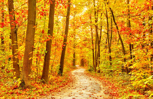 秋日林间小径美景