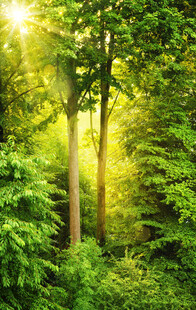 阳光洒落的翠绿森林