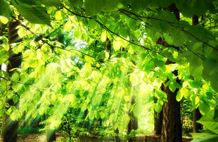 阳光透过绿叶的林间美景