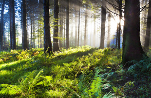 阳光洒落的静谧森林