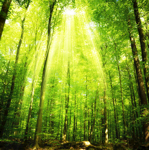 阳光洒落的翠绿森林