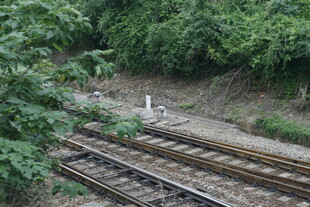 铁轨旁的白鹭与绿植