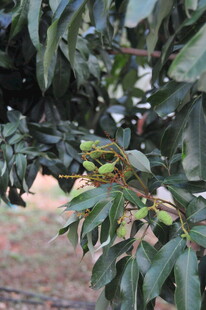 枝头绿叶间的青涩荔枝果实