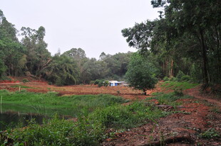 乡村田野中的绿色自然景观