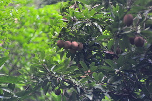 树上结满的人心果果实