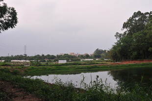 乡村静谧池塘风光