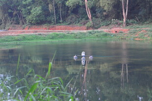 清澈鱼塘水草自然景致