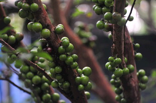 枝头嫩绿嘉宝果果实待成熟