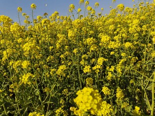 油菜花