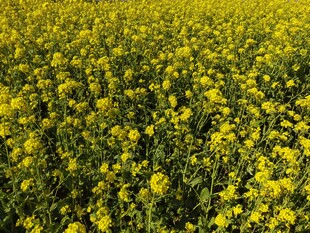 油菜花