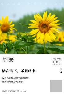 阳光下绽放的灿烂向日葵