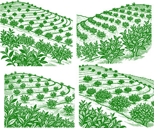 茶田矢量装饰花纹