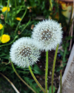 蒲公英