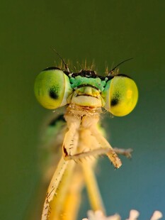 翠绿大眼的精致豆娘