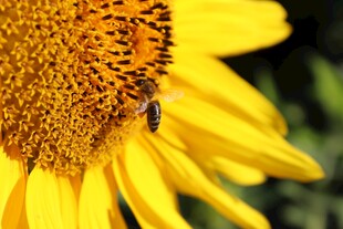 向日葵上的蜜蜂