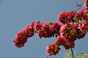 海棠花  