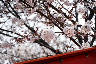 红檐下绽放的烂漫樱花