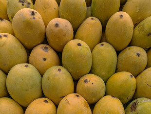 一堆饱满的新鲜芒果