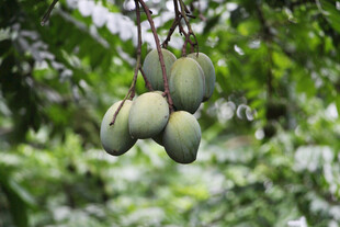 枝头挂着的青芒果