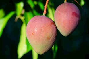 枝头双挂的鲜嫩桃子