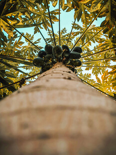 仰视视角下的高大椰子树