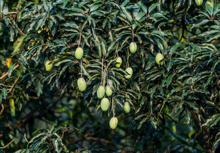 挂满果实的芒果树
