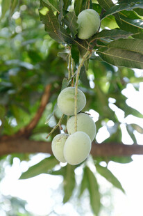 枝头挂着的青绿果实