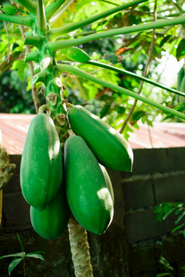 树上的青木瓜果实