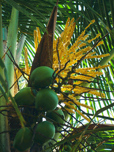 椰树挂果