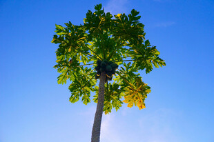 蓝天之下的挺拔绿树