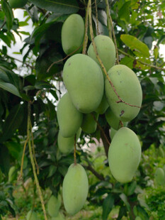 枝头挂着的青芒果