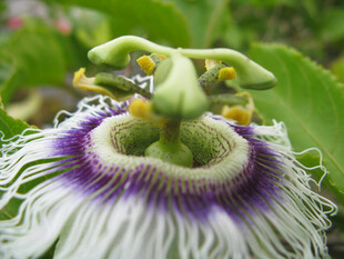 美丽西番莲花朵特写