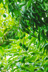 绿叶繁茂的植物景象