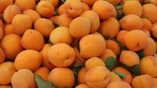 饱满橙黄杏子堆成一片