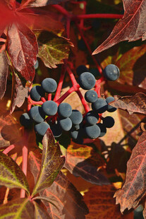 秋日红枝上的蓝紫色浆果