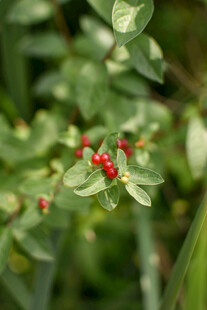 绿叶间的鲜红浆果
