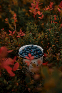 杯中蓝莓置于红叶丛中