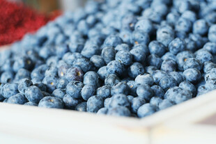 新鲜饱满的蓝莓果实